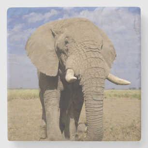 Dessous-de-verre En Pierre Kenya : parc national d'Amboseli, éléphant mâle