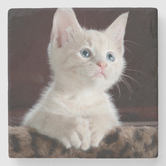 Dessous-de-verre En Pierre Kitten blanc vulnérable (Devant)