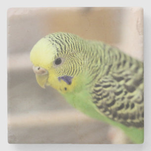 Dessous-de-verre En Pierre Kiwi