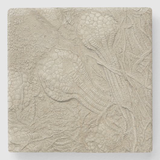 Dessous-de-verre En Pierre La collection fossile (Devant)