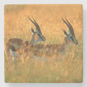 Dessous-de-verre En Pierre La gazelle de Thomson (Gazella Thomsonii) à l'aube