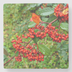 Dessous-de-verre En Pierre lactée