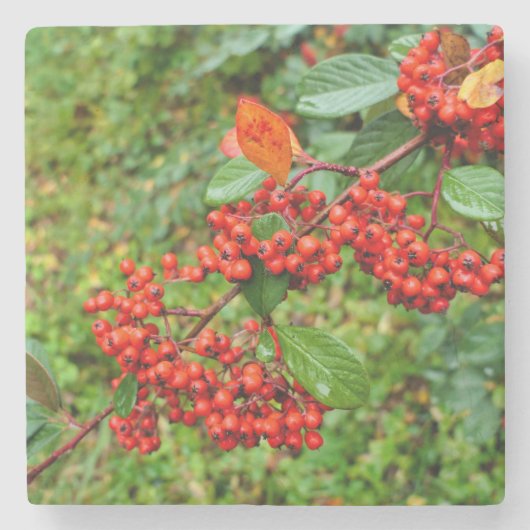 Dessous-de-verre En Pierre lactée (Devant)