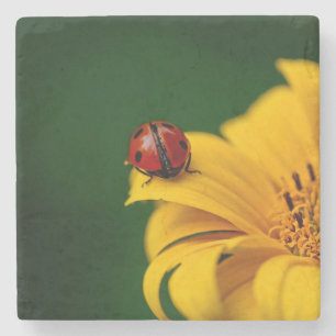 Dessous-de-verre En Pierre Lady Bug sur une fleur jaune