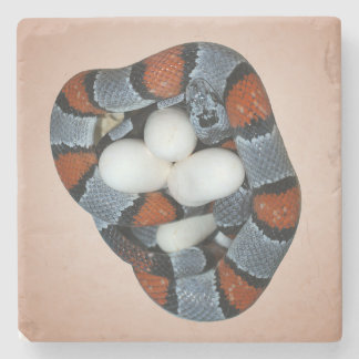 Dessous-de-verre En Pierre Le kingsnake gris-réuni