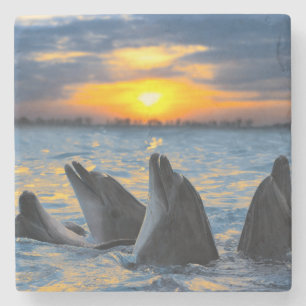 Dessous-de-verre En Pierre Les dauphins bouteille-flairés dans la lumière de
