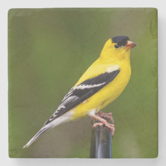 Dessous-de-verre En Pierre les oiseaux sont les seuls animaux à avoir des plu