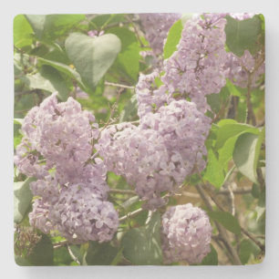 Dessous-de-verre En Pierre Lilac Bush Belles fleurs de printemps violettes