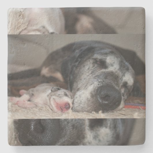Dessous-de-verre En Pierre Limestone Coasters Great Dane Photography  (Devant)