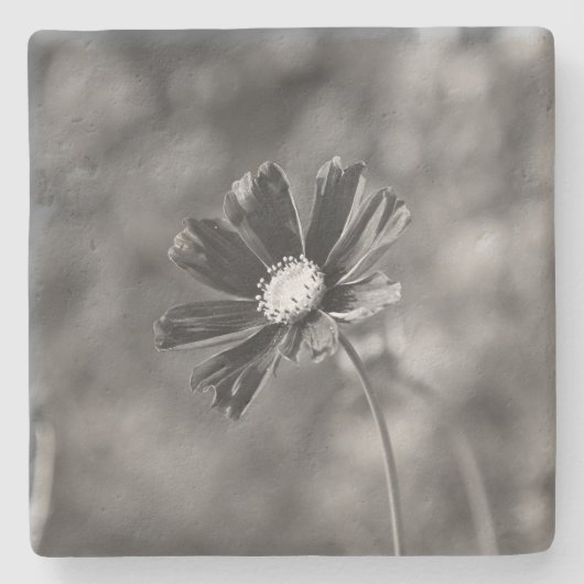 Dessous-de-verre En Pierre Limestone Coasters square Photography  (Devant)