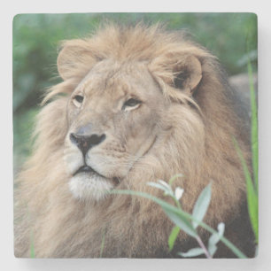 Dessous-de-verre En Pierre Lion 021