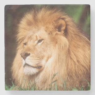 Dessous-de-verre En Pierre Lion adulte mâle