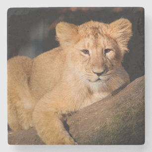 Dessous-de-verre En Pierre Lion Cub