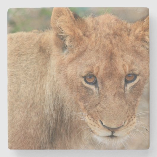 Dessous-de-verre En Pierre Lion CUB (Devant)