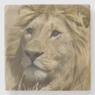 Dessous-de-verre En Pierre Lion d'Afrique, Panthera leo, Portrait d'un