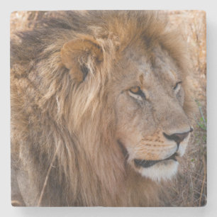 Dessous-de-verre En Pierre Lion réserve nationale du Maasai Mara, Kenya