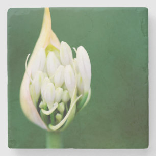 Dessous-de-verre En Pierre Lis d'Afrique, Agapanthus Praecox, Cape Town