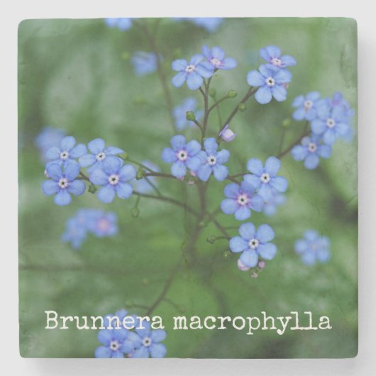 Dessous-de-verre En Pierre Macrophylla de Brunnera (Devant)