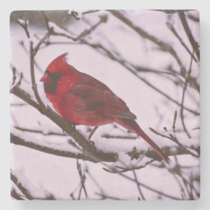 Dessous-de-verre En Pierre Magnifique Cardinal Rouge dans un Arbre Rempli de