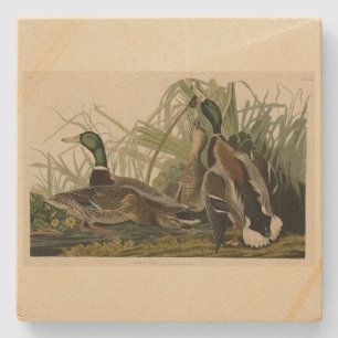 Dessous-de-verre En Pierre Mallard Duck from Audubon's Birds of America