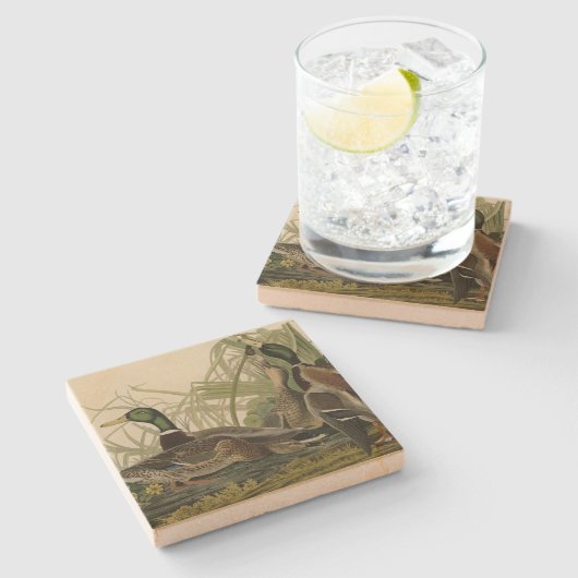 Dessous-de-verre En Pierre Mallard Duck from Audubon's Birds of America (Côté)