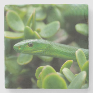 Dessous-de-verre En Pierre Mamba vert oriental (Dendroaspis angusticeps)