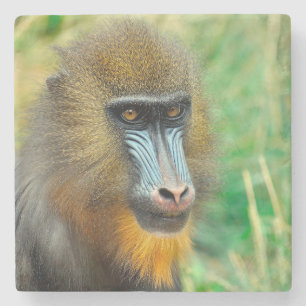 Dessous-de-verre En Pierre Mandrill 002