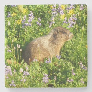 Dessous-de-verre En Pierre Marmotte dans les fleurs sauvages du mont Rainier