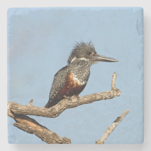 Dessous-de-verre En Pierre Martin-pêcheur géant (Devant)