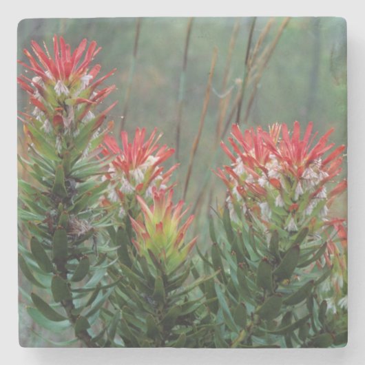 Dessous-de-verre En Pierre Mimètes communs (Mimetes Cucullatus) (Devant)