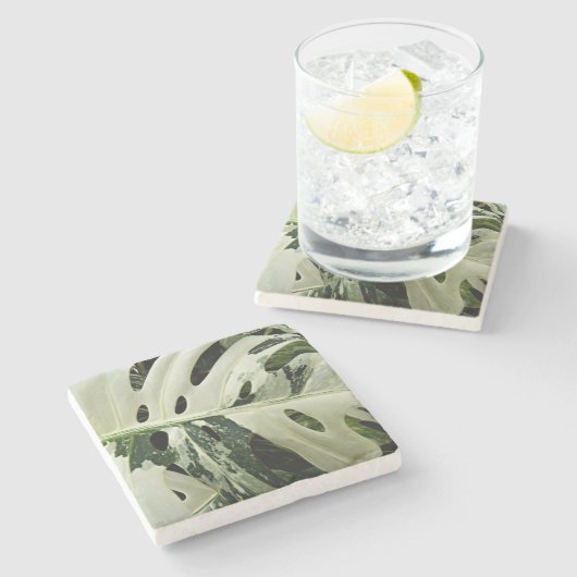 Dessous-de-verre En Pierre Monstera variée Plante Botanique (Côté)