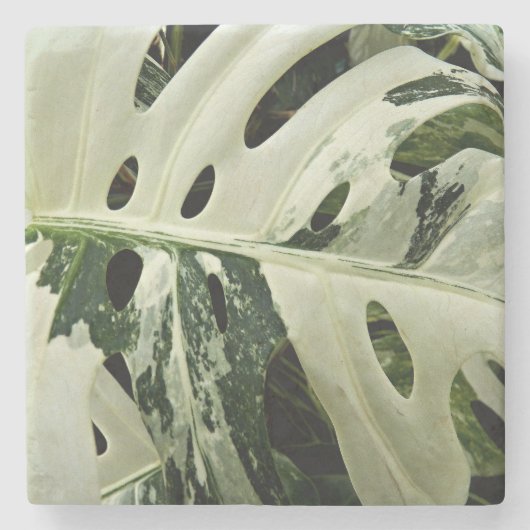 Dessous-de-verre En Pierre Monstera variée Plante Botanique (Devant)