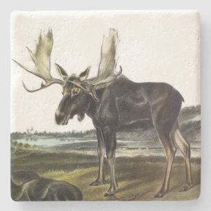 Dessous-de-verre En Pierre Moose Deer (Moose - Alces alces) par Audubon