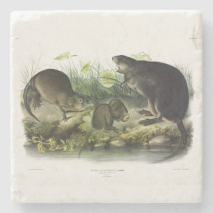 Dessous-de-verre En Pierre Muskrat de Quadrupeds of North America d'Audubon