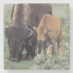 Dessous-de-verre En Pierre NA, États-Unis, Wyoming, Parc national de Yellowst