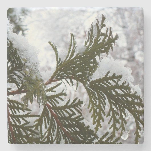 Dessous-de-verre En Pierre Neige sur les branches À feuillage persistant (Devant)