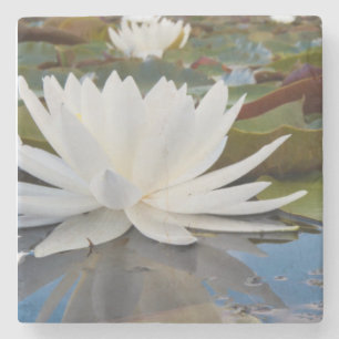 Dessous-de-verre En Pierre Nénuphar odorant (Nymphaea Odorata) sur Caddo