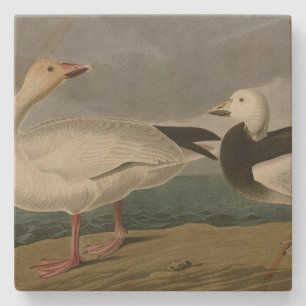 Dessous-de-verre En Pierre Oie des neiges des oiseaux d'Amérique d'Audubon