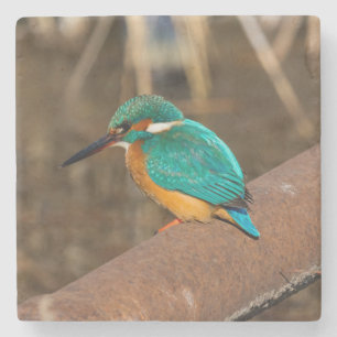 Dessous-de-verre En Pierre Oiseau de martin-pêcheur coloré sur une rampe roui
