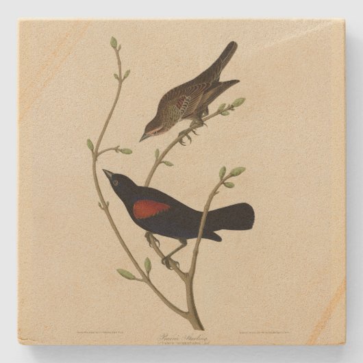 Dessous-de-verre En Pierre Oiseau noir à ailes rouges - Oiseaux d'Amérique d' (Devant)