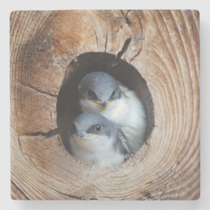 Dessous-de-verre En Pierre Oiseaux de bébé