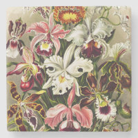 Orchidées, Orchidée Denusblumen Ernst Haeckel