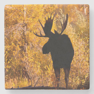 Dessous-de-verre En Pierre Orignal (Alces Alces) Mâle Dans Les Saules Dorés 2