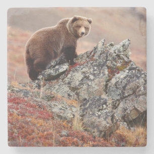 Dessous-de-verre En Pierre Ours Brown de Denali