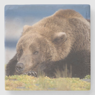 Dessous-de-verre En Pierre ours brun, Ursus arctos, grizzly, Ursus 8
