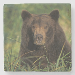Dessous-de-verre En Pierre ours brun, Ursus arctos, grizzly, Ursus 9