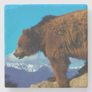Dessous-de-verre En Pierre Ours Grizzly