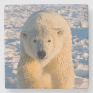 Dessous-de-verre En Pierre ours polaire, Ursus maritimus, ours polaire sur gl