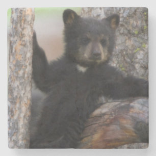 Dessous-de-verre En Pierre Ourson ours noir se reposant