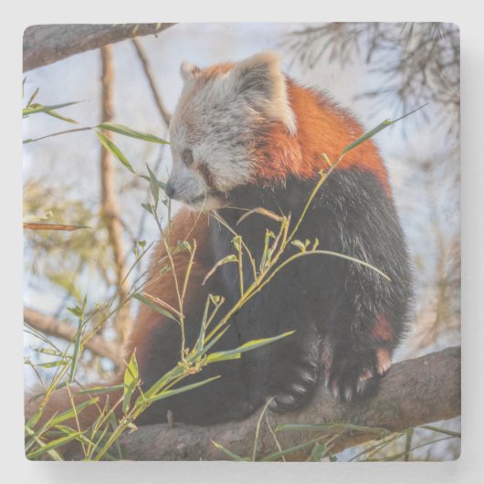 Dessous-de-verre En Pierre Panda rouge (Devant)